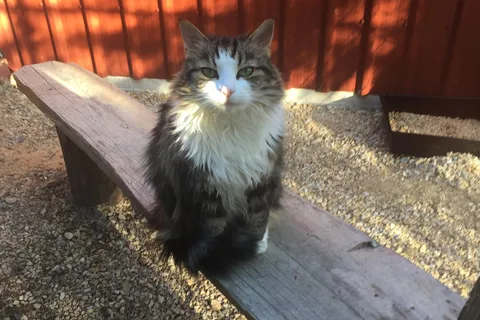 Azula the cat