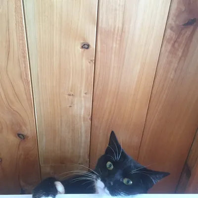 Cheeky Mittens