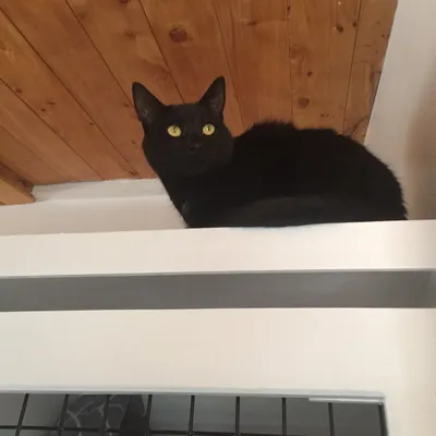Meisha