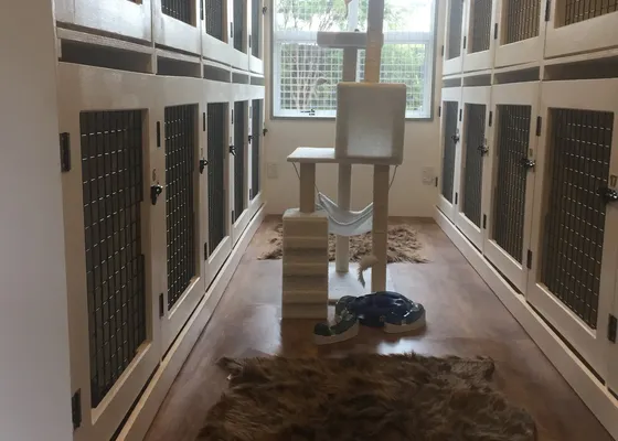 Inside the cattery
